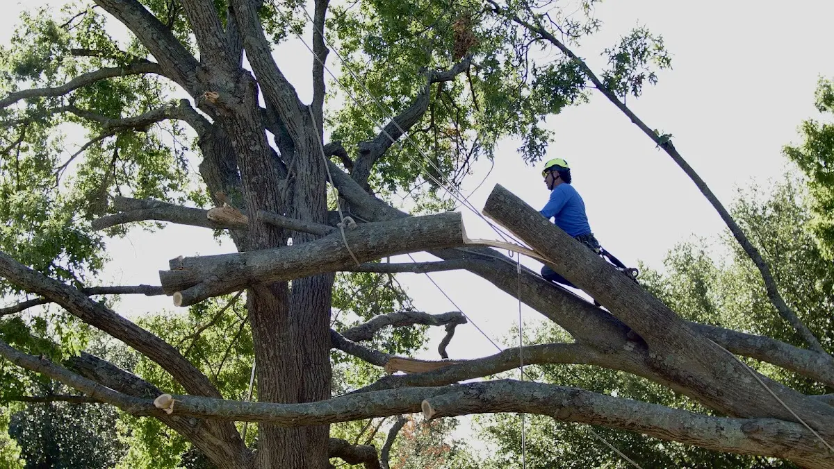 Professional Hazardous Tree Removal performed by certified arborists in Blandford