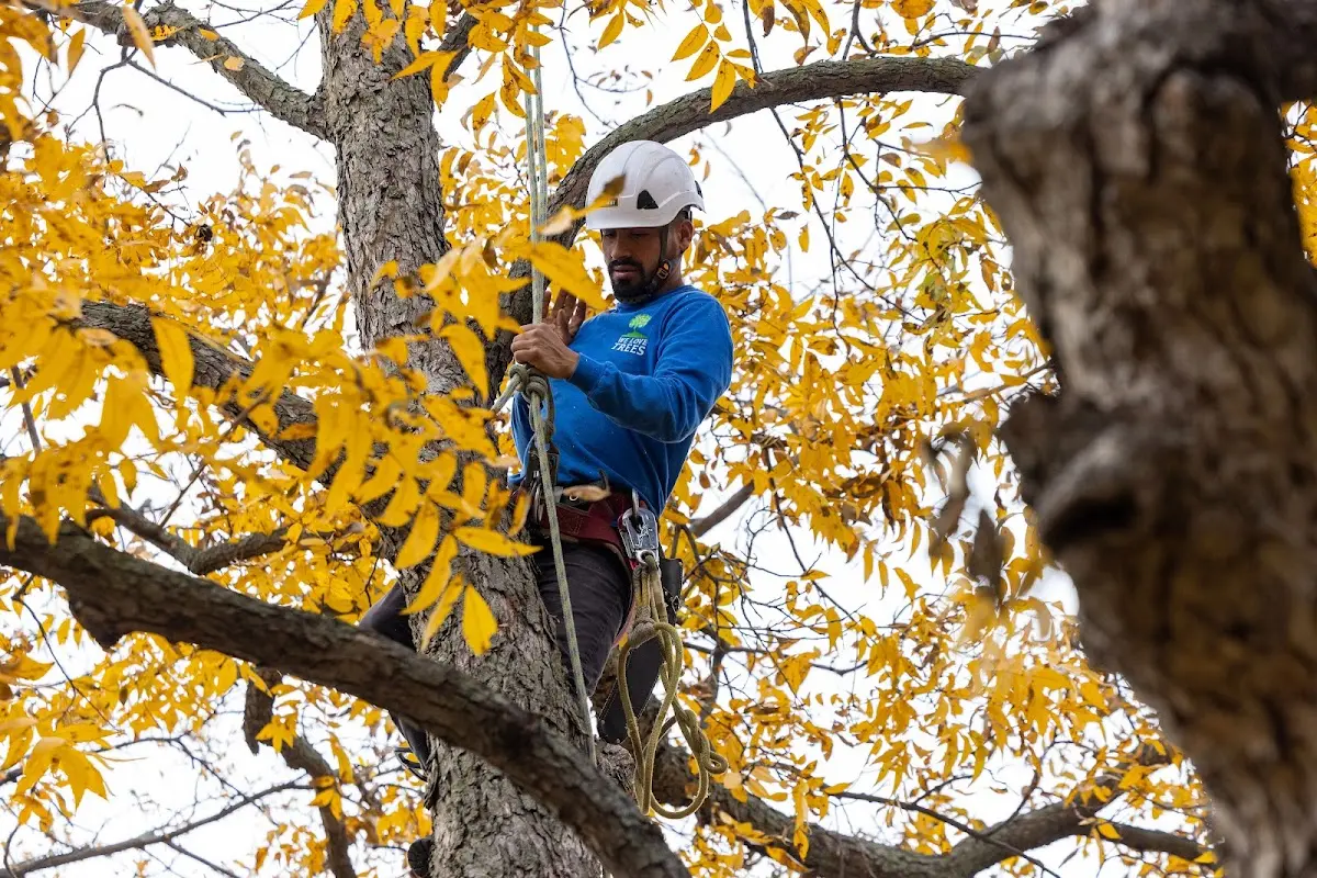 Skilled Tree Planing crew working in Blandford