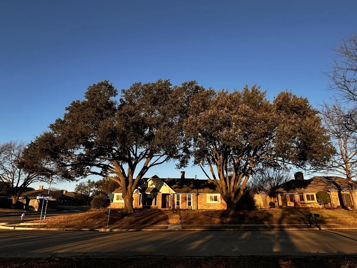 Established residential canopy tree shading a home in Blandford